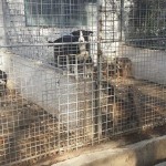 adapost_targoviste6