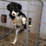 adapost_tecuci