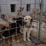 adapost_tecuci1