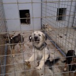 adapost_tecuci2