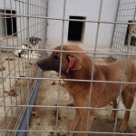 adapost_tecuci5
