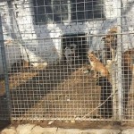 adapost_tragoviste2