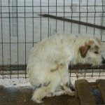 adapost_valcea