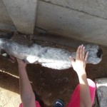 adapostul_caini_craiova16