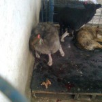 adapostul_caini_craiova6