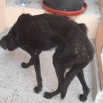 adapostul_caini_craiova7