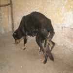 adapostul_caini_craiova_15