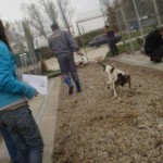 breasta_craiova