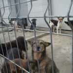 breasta_craiova2