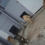 breasta_craiova5