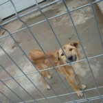 breasta_craiova6