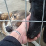 breasta_craiova8