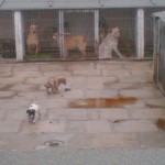 eforie_sud_adapost2