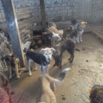 matasari_public_shelter_romania