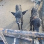matasari_public_shelter_romania1