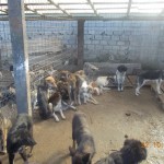 matasari_public_shelter_romania2
