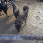 matasari_public_shelter_romania3