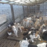 matasari_public_shelter_romania5