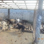 matasari_public_shelter_romania6