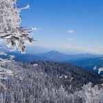 paduri_vanzare