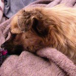 pufi1