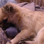 pufi2