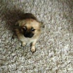 pufi3