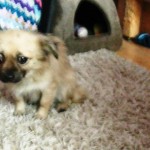 pufi4