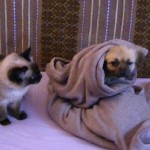 pufi8