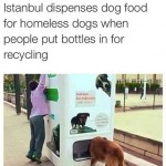 caini_turcia