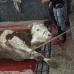 2017_le_ro_bull_lebanon_2