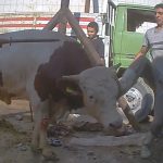 2017_le_romania_bull_egypt