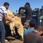 2017_le_romania_sheep_jordan_market_2