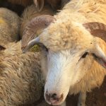 2017_sheep_jordan_5
