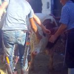 22544_2017_romanian_bull_in_helwan_egypt_inserting_fingers_in_eye_socket